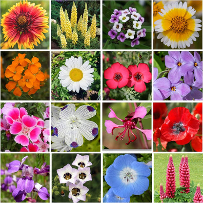 Geva Grow on The Go Seed Shaker - Northwest Wildflower Seeds Regional Mix - Organic, Non-GMO - 100% Pure Seed - 20 Different Wildflowers Seeds of Annual and Perennial, 8oz
