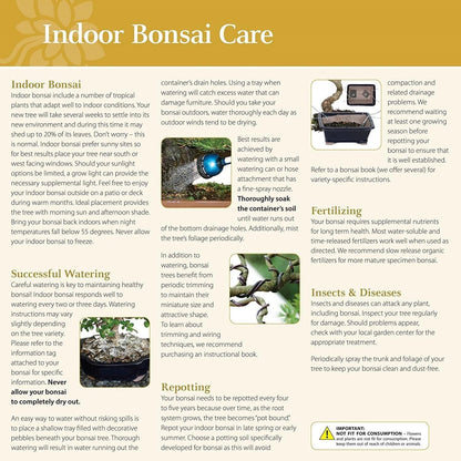 Brussel's Bonsai Live Ginseng Grafted Ficus Indoor Bonsai Tree - Small, 4 Years, 6 to 8 In - Live Bonsai Tree in Ceramic Bonsai Pot and Humidity Tray