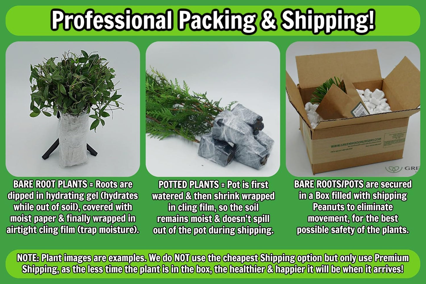 Greenwood Nursery: Live Perennial Plants - Ostrich Fern + Matteuccia Struthiopteris - [Qty: 3X Pint Pots] - (Click for Other Available Plants/Quantities)