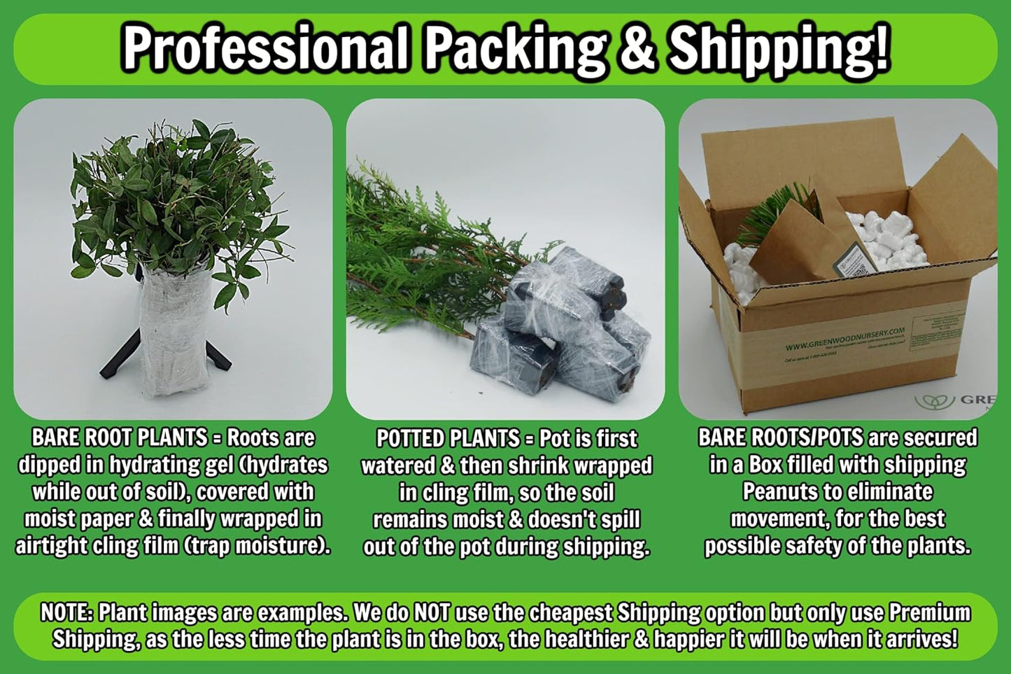 Greenwood Nursery: Live Perennial Plants - Shasta Daisy Becky + Leucanthemum Superbum - [Qty: 3X 3.5 Pots] - (Click for Other Available Plants/Quantities)