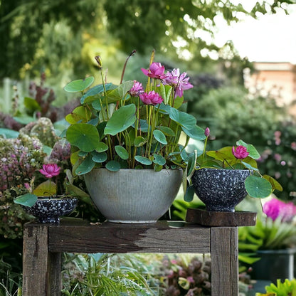 10pcs Mixed Color Bonsai Bowl Lotus Live Plants - Pre-Sprouted Non-GMO - Aquatic Beauties for Indoor and Outdoor Serenity Planting Instructions for Easy Grow - Great Gardening Gifts
