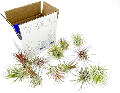 Air Plants - Tillandsia Ionantha Pack, Regular 1-3" - 12ct - Live Arrival Guaranteed - House Plants for Home Decor & Gift