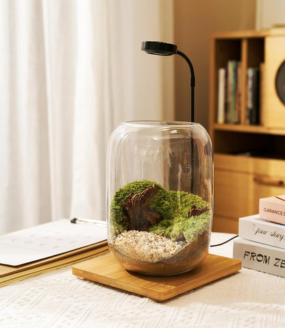 Terrarium Kit/Supplies Terrarium Plants Set with Grow Light, for Succulents Miniature Gardening, Include Terrarium jar Tool Set Live Moss Rocks Soil Driftwood and Decor, for Plant Lovers