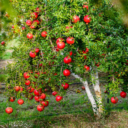 Live Pomegranate 'Wonderful' Plants (Punica Granatum 'Wonderful') - Fruit-Bearing, Drought-Tolerant, Easy to Grow (2 stevia Cups)