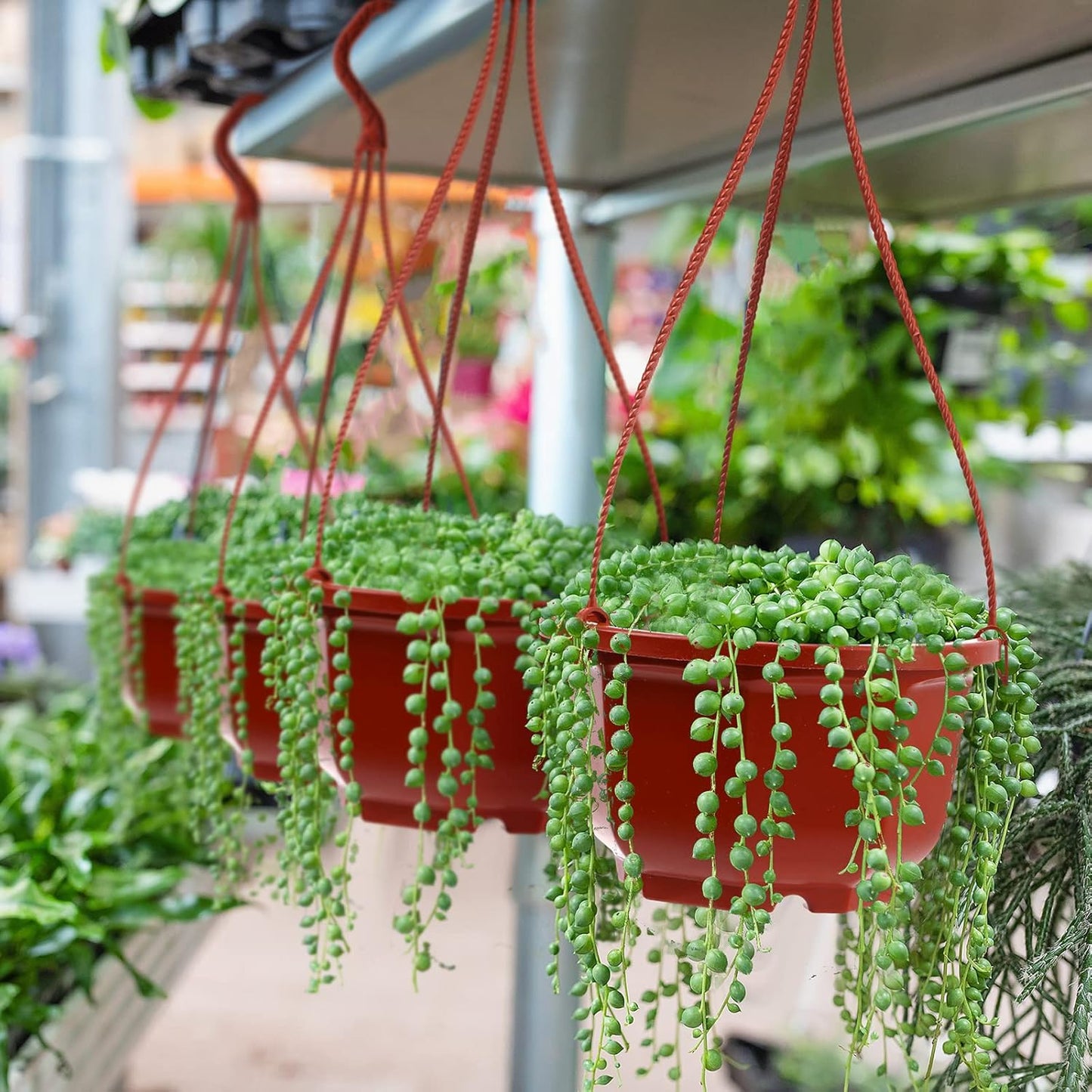 Roshtia 24 Pcs Hanging Plastic Planter Pot with Hook Flower Pots Baskets Hanging Nursery Planter Holder for Outdoor Indoor Plant Garden(Brown,6.7 Inch)