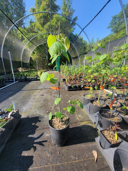 Eastern Redbud Tree (Cercis) - Live Plant - (2.5 QT)