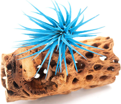 Live Extra Large Tillandsia Ionantha Guatemala Colorful Air Plant 3+ inch Enhanced Color Easy Care Indoor Outdoor Home Decor Gift Airplant by Awesome Industries (Light Blue XL)