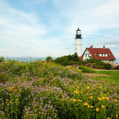 Created By Nature Maine Wildflower State Mix, 15 Flower Varieties, 50,000 Seeds