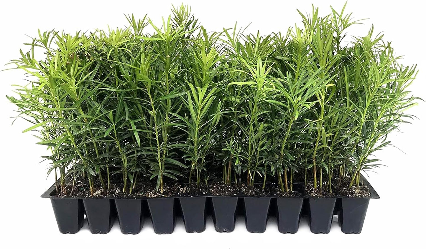 Podocarpus Macrophyllus Japanese Yew | 20 Live Plants | Podocarpus macrophyllus | Privacy Hedge Shrub | Evergreen Landscaping Plants for Gardens & Borders