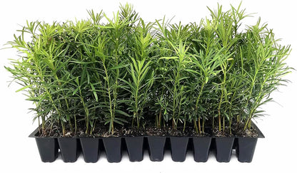 Podocarpus Macrophyllus Japanese Yew | 40 Live Plants | Podocarpus macrophyllus | Privacy Hedge Shrub | Evergreen Landscaping Plants for Gardens & Borders