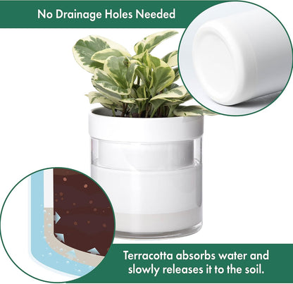Phoenix Vine 6 Inch Self Watering Planter, White Terracotta Clay Pot with Glass Reservoir for Indoor Plants, Herbs, Flowers, Set of 1, 52-B-F-1