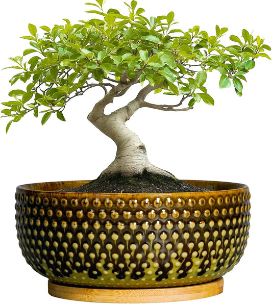 Bonsai Pots 8 Inch - Ceramic Planter for Indoor Plants, Succulent Pots with Drainage Hole and Plant Tray, Modern Round Decorative Flower Planters, Home Decor, Brown & Green
