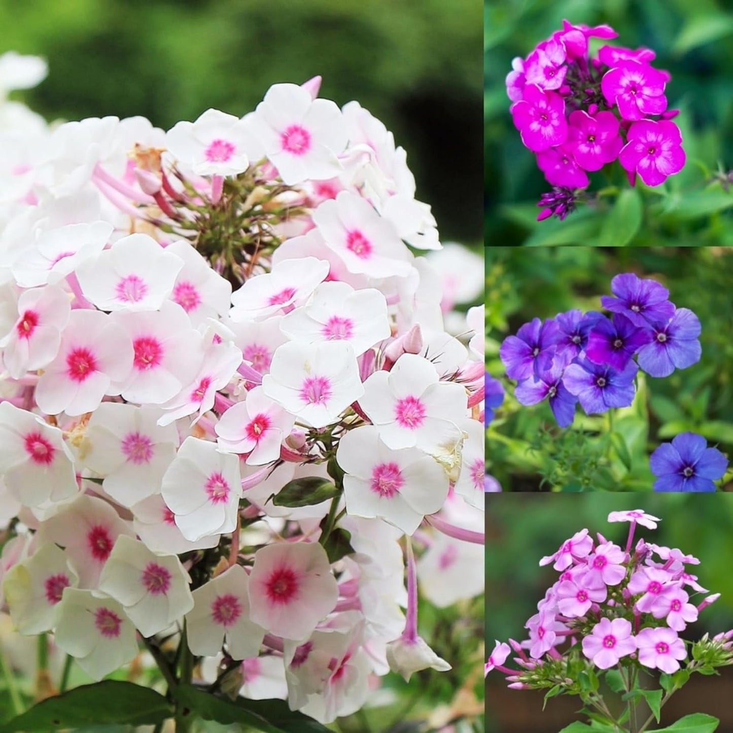 1000+ Phlox Seeds for Planting - Phlox Popstars Seeds Perennial Ground Cover Plants- Annual Flower for Home Garden