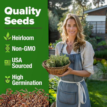 HOME GROWN Rosemary Seeds Pack - 300 High Germinating 𝗡𝗢𝗡-𝗚𝗠𝗢, 𝗨𝗦𝗔-𝗦𝗢𝗨𝗥𝗖𝗘𝗗 Heirloom Herb Seeds for Planting in Indoor or Outdoor Herb Gardens (Salvia rosmarinus)