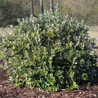 Pineapple Guava Plant - 3 Live 4 Inch Plants - Feijoa Sellowiana - Edible Flowers and Fruit