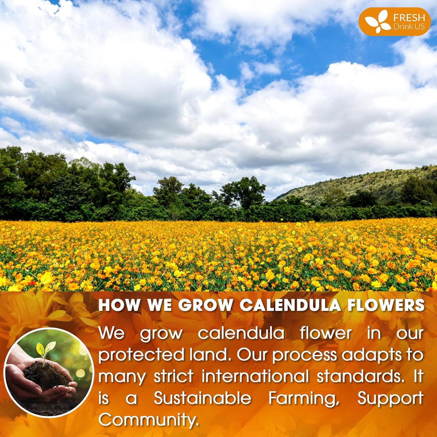FRESHDRINKUS Premium 100% Natural Calendula Flower Tea Bags, 135 Count, Herbal Tea, Caffeine Free, Sugar Free, Gluten Free, Vegan
