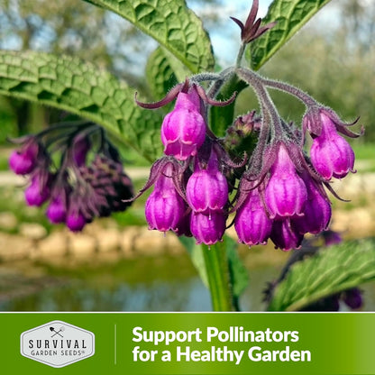 Survival Garden Seeds Comfrey Seed for Planting - 1 Packet with Instructions to Plant and Grow Slippery Root Plants in Your Home Herb Garden - Symphytum officinale - Non-GMO Heirloom Seed Variety