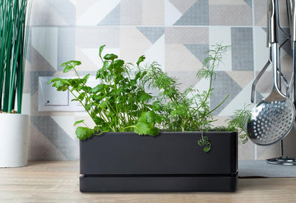 D'vine Dev 12 Inch Window Box Planter, Rectangle Plastic Herb Planter with Drainage Holes and Saucer, Indoor Succulent Cactus Vegetable Pot for Windowsill, Garden Balcony, Black, Set of 1, 76-X-B-1