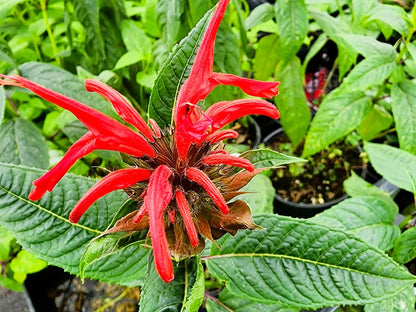 Greenwood Nursery: Live Perennial Plants - Bee Balm Jacob Cline + Monarda Didyma - [Qty: 2X Pint Pots] - (Click for Other Available Plants/Quantities)