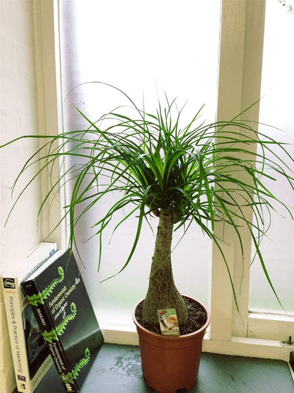 Ponytail Palm - 5 Live Plants in 6 Inch Growers Pots - Beaucarnea Recurvata - Beautiful Clean Air Indoor Succulent Houseplant