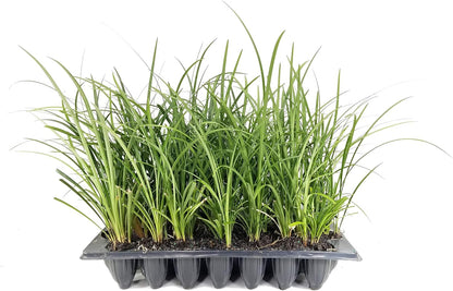 Evergreen Giant Liriope Muscari - 30 Live Plants - Drought Tolerant Low Maintenance Evergreen Groundcover Grass