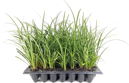 Evergreen Giant Liriope Muscari - 3 Live Plants - Drought Tolerant Low Maintenance Evergreen Groundcover Grass