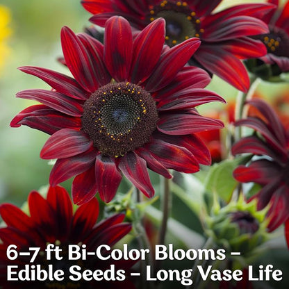 KVITER 75 Chocolate Cherry Sunflower Seeds to Plant (Helianthus annuus) – Heirloom Seed Non GMO Organic Sunflowers Variety, Long Vase-Life Blooms – Flower Seeds for Planting in Home Garden