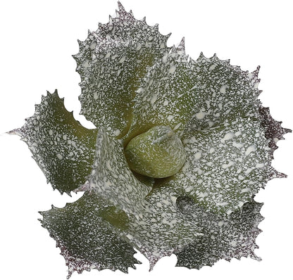 Duovlo Artificial Succulent Plant 5.15 Inch Faux Succulents Agave potatorum Flower Arrangement Craft Wall DIY Materials,Pack of 2 (New Green)