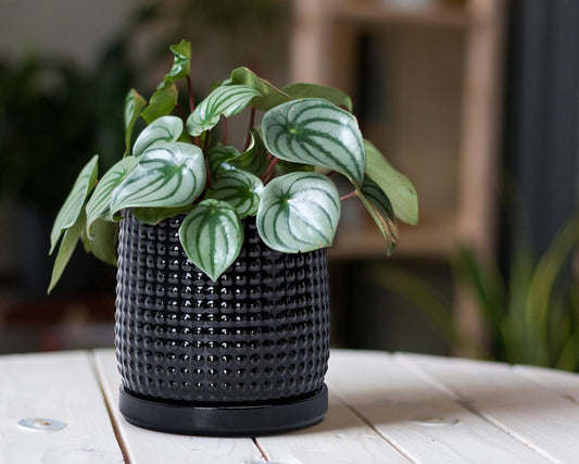 D'vine Dev 6 Inch Ceramic Beaded Stoneware Planter Pot - Flower Pot with Drainage Holes and Saucers for Indoor Succulent Plants or Flowers, Glossy Black, 27-C-X-2