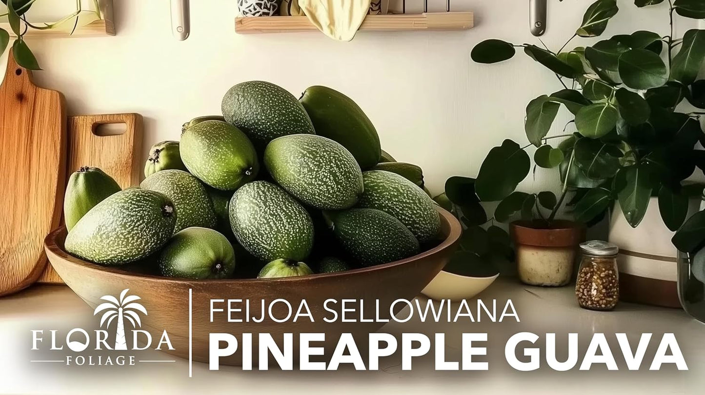 Pineapple Guava - 10 Live Plants - Feijoa Sellowiana - Edible Fruit and Flowering Foliage