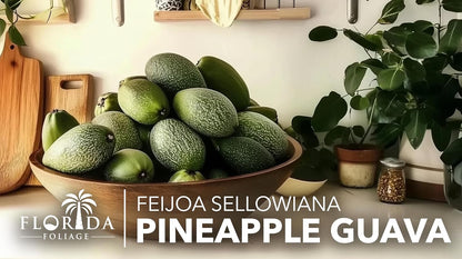 Pineapple Guava - 40 Live Plants - Feijoa Sellowiana - Edible Fruit and Flowering Foliage
