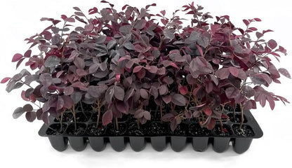 Loropetalum Carolina Midnight | 10 Live Plants | Loropetalum Chinense | Purple Foliage Shrub | Ornamental Landscape Bush | Fast Growing Plants