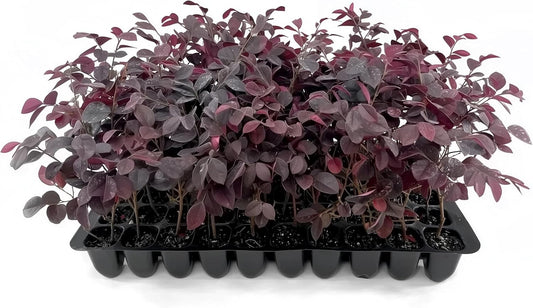 Loropetalum Carolina Midnight | 3 Live Plants | Loropetalum Chinense | Purple Foliage Shrub | Ornamental Landscape Bush | Fast Growing Plants