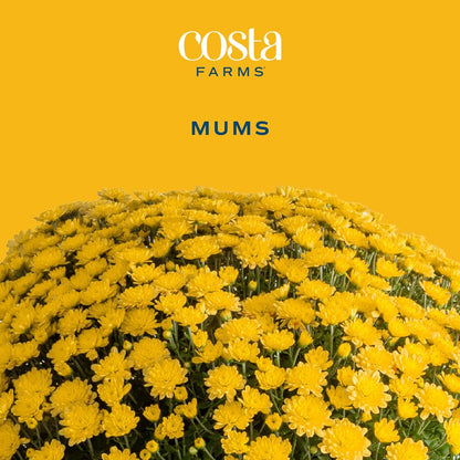 Costa Farms Chrysanthemum, Mums, Ships in Full Bloom, Porch and Patio Ready Bushel Basket 13-Inches Tall, Yellow