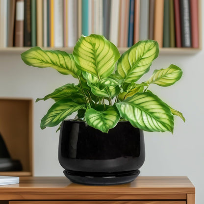 G EPGardening 6 Inch Planter - Ceramic Pot for Plants, Ceramic Planter with Drainage and Saucer, Round Flower Pot Indoor Outdoor, Modern Room Decor, Home Gifts, Black
