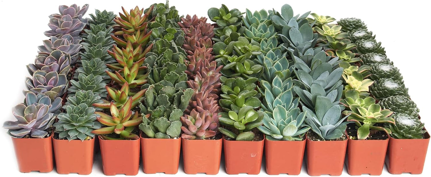 Shop Succulents Assorted Succulent Plant Pack Collection - Live Mini Succulent Plants, Low Maintenance, Mixture of Colors & Textures - Wedding and Party Favors, Gift & Garden, Pack of 32