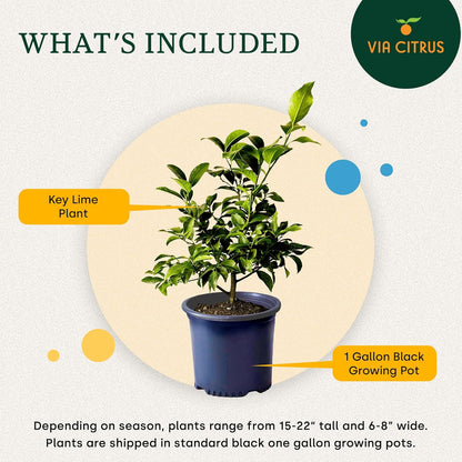 Key Lime Trees Indoor Plants Outdoor - Limes Citrus Tree Patio, Live Outdoor Tree Cannot Ship: CA/AZ/TX/LA – Potted Key Lime Plant, Indoor Fruit Trees Live Plants by Via Citrus
