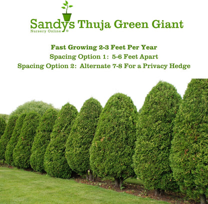 Thuja Green Giant Arborvitae Lot of 20, 3 Inch Pot