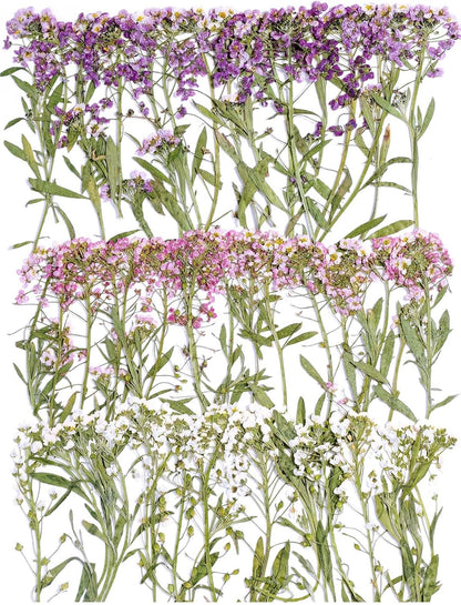 48 Pcs Mix Natural Dried Pressed Flowers for Cake Decorating, Real Dry Flower for Resin Jewelry Making, DIY Art Crafts - Sweet Alyssum