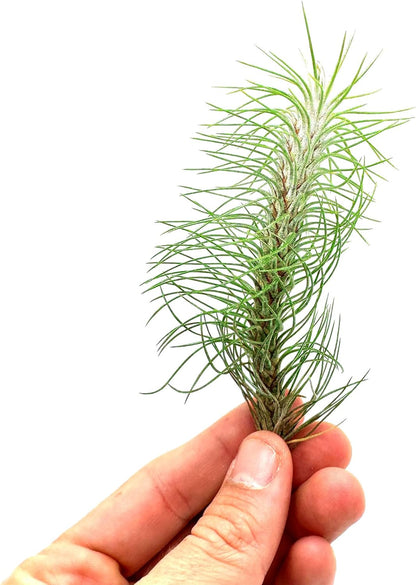 Air Plants - Colombian Tillandsia Funckiana, Large 5" - 1ct - Live Arrival Guaranteed - House Plants for Home Decor & Gift