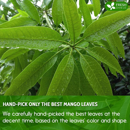 FreshDrinkUS, Premium 100 Mango Leaf Tea Bags, 100% Natural& Pure from Mango Leaves. Loose Leaf Mango Herbal Tea. Mango Leaf Tea. No Sugar, No Caffeine, No Gluten, Vegan.