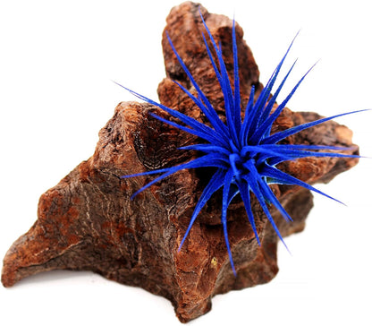 Dyed Tillandsia Ionantha Guatemala Enhanced Colored Colorful Air Plant Live Easy Care Indoor Outdoor Home Decor Gift Airplant by Awesome Industries Live Arrival Guaranteed (Deep Blue)
