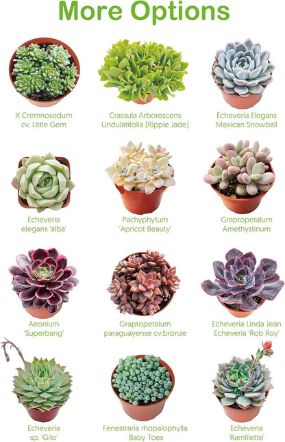 Live Succulents Aeonium 'Pink Wich' (4-inch), Succulent Plants Fully Rooted in Pots with Soil, Easy-Care House Plant for DIY, Home Office Decor, Wedding Party Favor