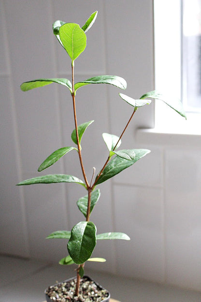 MYSHELFIE Pineapple Guava Starter Plant 5-6 inches, 2 inch Pot, Tropical Evergreen Shrub Edible Fruit Garden Purple Flowering Landscaping Live Vine Starter (3)