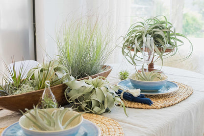 25 Pack of Classic Air Plants Variety - Live Succulent House Plants - Available in Wholesale and Bulk - Home and Garden Decor - Easy Care Indoor/Outdoor Air Plant