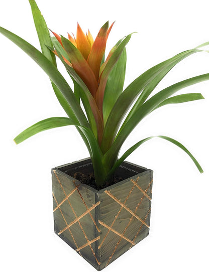 Wood Planter Box with Diamond Cross Hatch Style, 5 Inch Square, Rustic Barn Wood, Plastic Liner, Wedding Flowers Holder, Home and Venue Decor (5x5 Diamond Cross Hatch Set of 4, Natural)