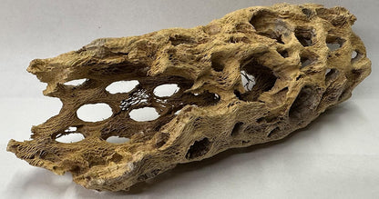 Natural Cholla Wood Chunk Large Air Plant Display Holders Individually Unique Decorative Stands or Holder (Cholla Chunk Large)