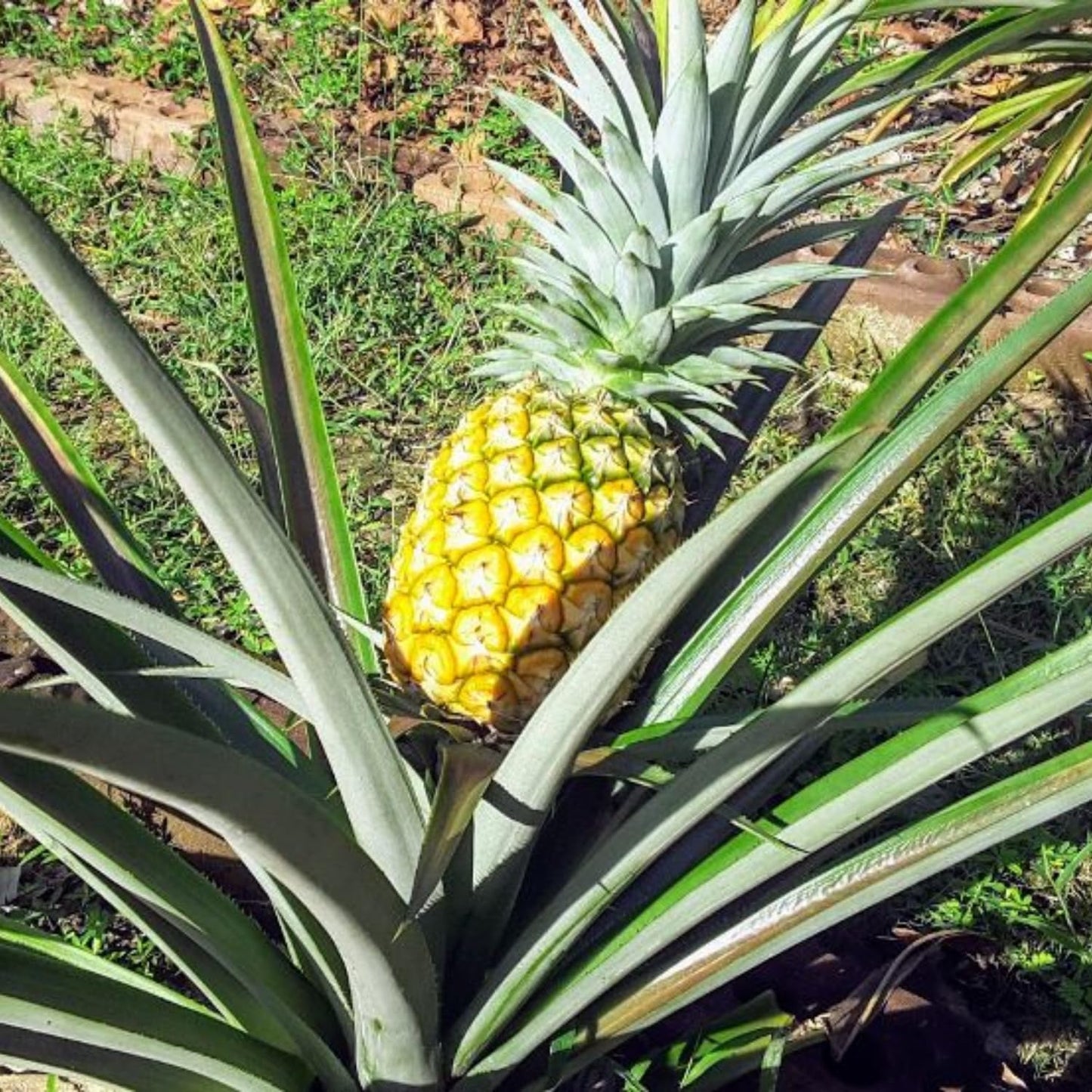 2 Sugarloaf Pineapple Plants Live, 5-9 Inc Tall, Pineapple Fruit Trees Live Plants, Pineapple Seedlings