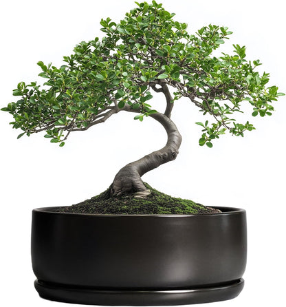 SQOWL Bonsai Pots - 8 Inch Ceramic Plant Pots for Succulents, Round Indoor Planter with Drainage Hole and Saucer, Shallow Modern Planter Bowl, Room Decor, Black