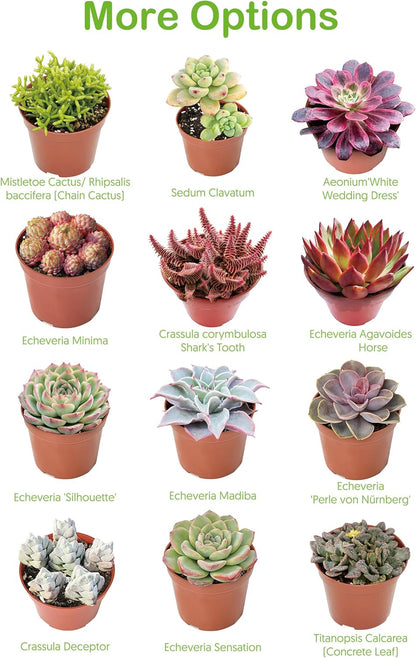 Live Succulent Echeveria 'Mottled Deer', Approx 2-inch Large, Potted Succulents, Fully Rooted, Easy Care House Plants